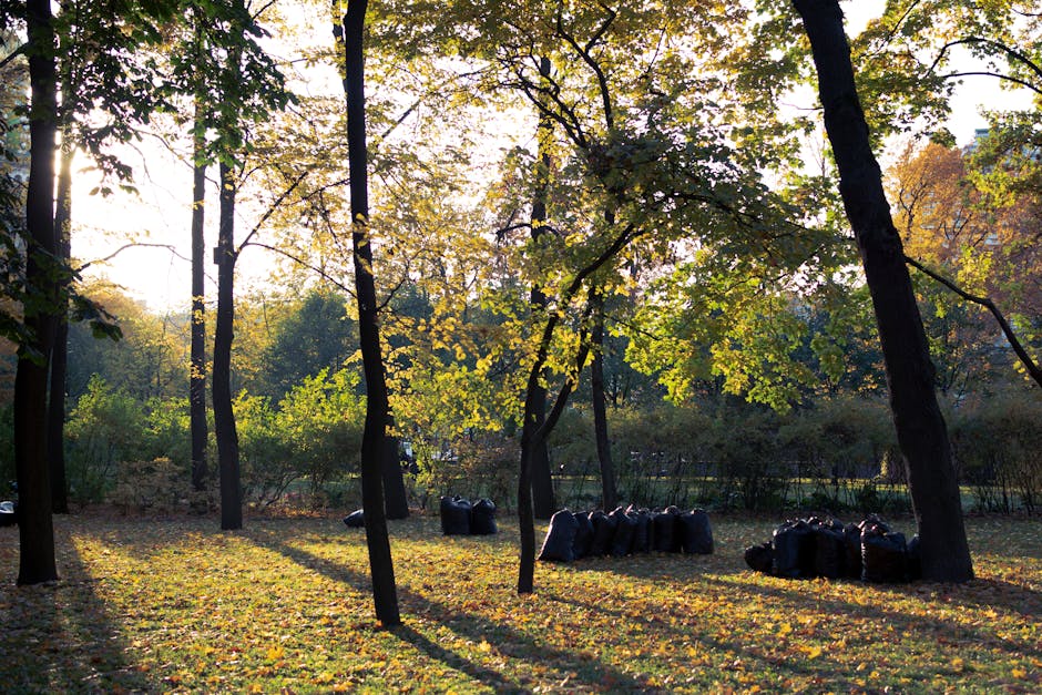 A park scene in the late afternoon or early evening shows several black garbage bags filled with yard waste or refuse, arranged along a grassy area beneath tall trees with green and yellow leaves. The trees are spaced apart, allowing sunlight to filter through the canopy and cast elongated shadows across the ground. The ground is covered with a layer of fallen leaves, some of which are illuminated by the sunlight, creating a dappled pattern. In the background, more trees and bushes are visible, indicating a lush, natural environment. The image offers a natural setting with the presence of waste collection bags suggesting a local or private rubbish removal activity, potentially managed by an independent rubbish collection service, as part of an on-site clearance or yard clean-up. The overall scene emphasizes an area prepared for waste disposal or collection, aligned with professional rubbish removal practices in a community or park environment.